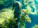 Pacific seahorse